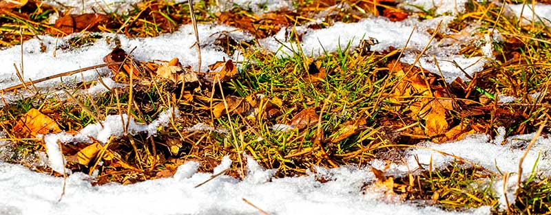 Grass stops growing while it's dormant