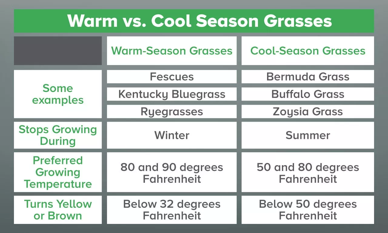 Warm vs cool season grasses
