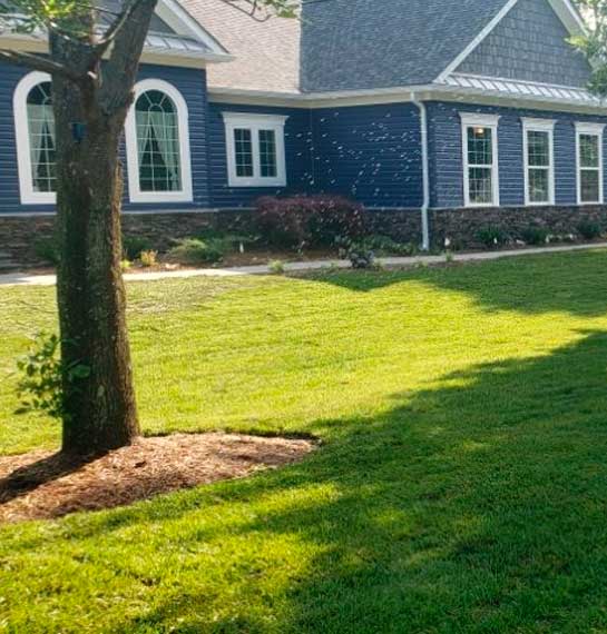 Yard Clean-Up Services in Lexington Park MD