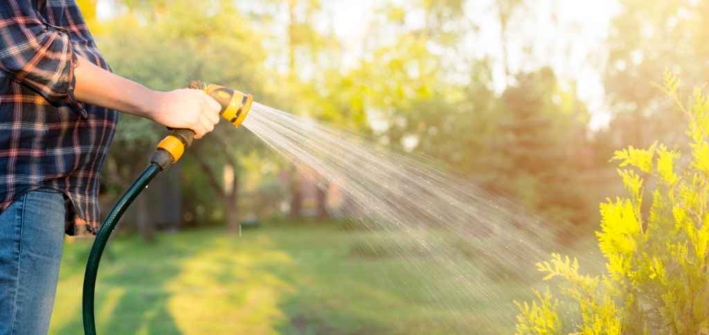 Best Time to Water Your Lawn