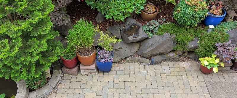 potted trees pros and cons