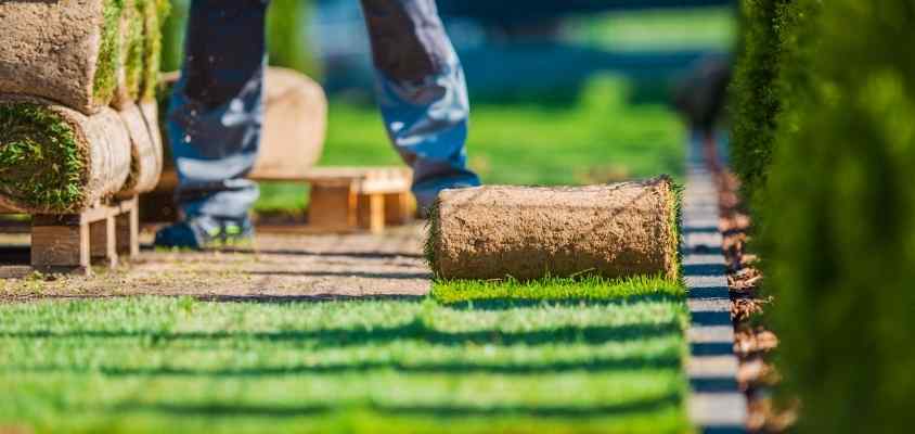 Grow a healthy lawn - green lawn maintenance