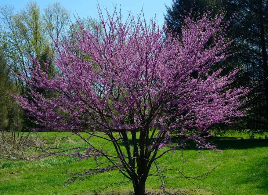 Tree types that you plant in Maryland