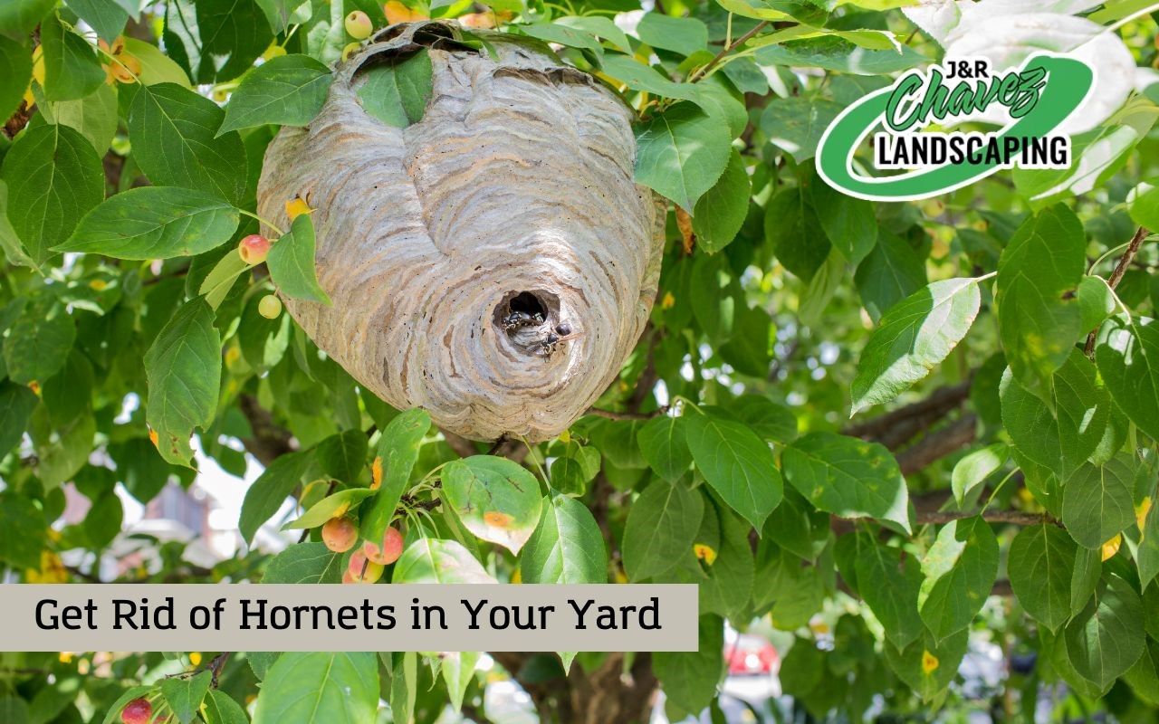 Professional tips and fact on how to get rid of hornets in the first attempt