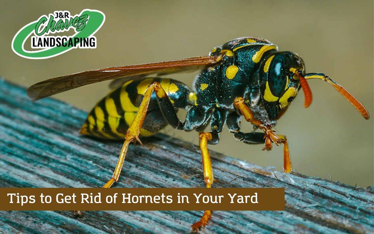 Professional tips and fact on how to get rid of hornets in the first attempt