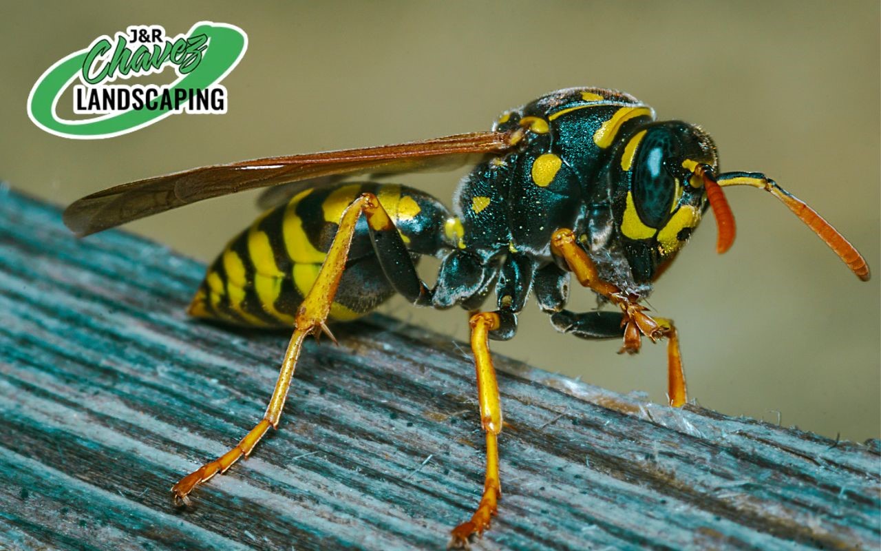 Learn about the different kinds of hornets