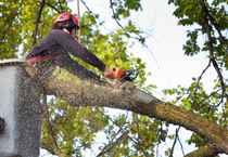 Tree Services