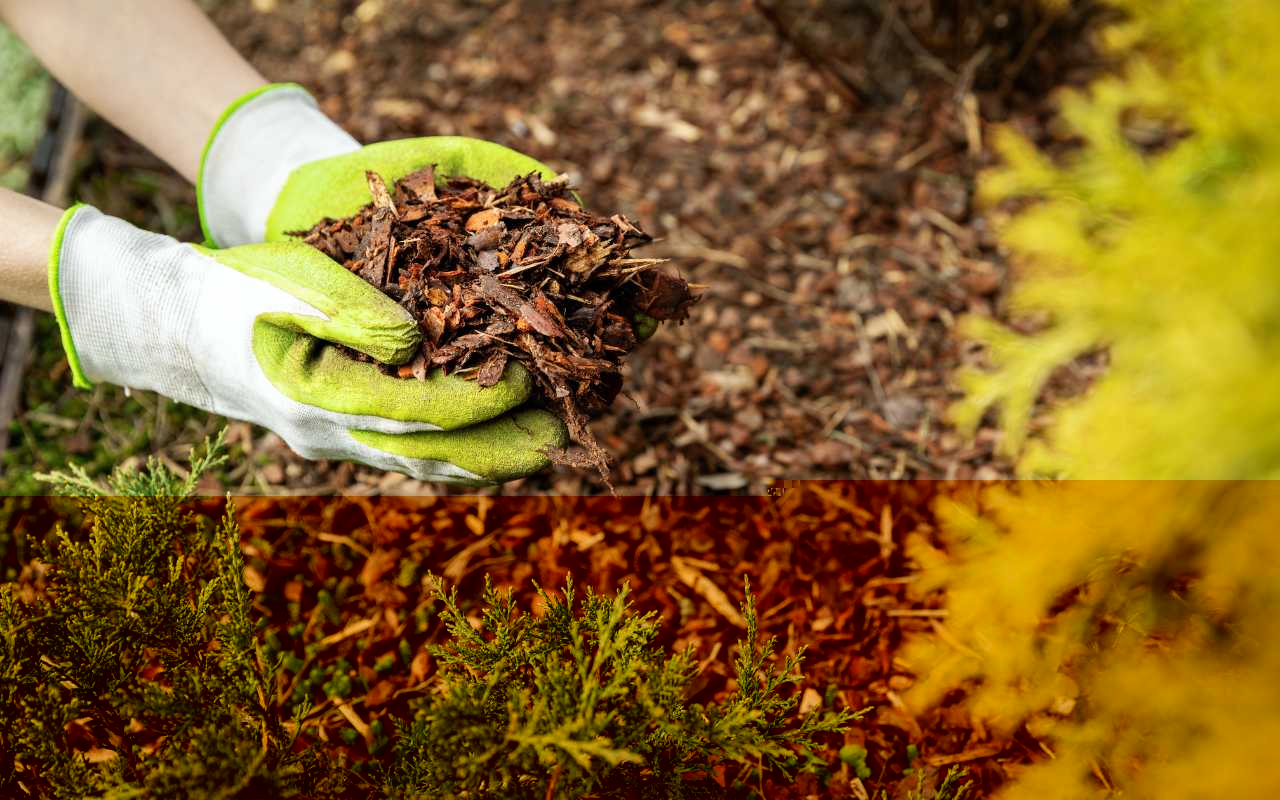 Mulching acts as a shield for your garden; one of its main jobs is keeping weeds in check.