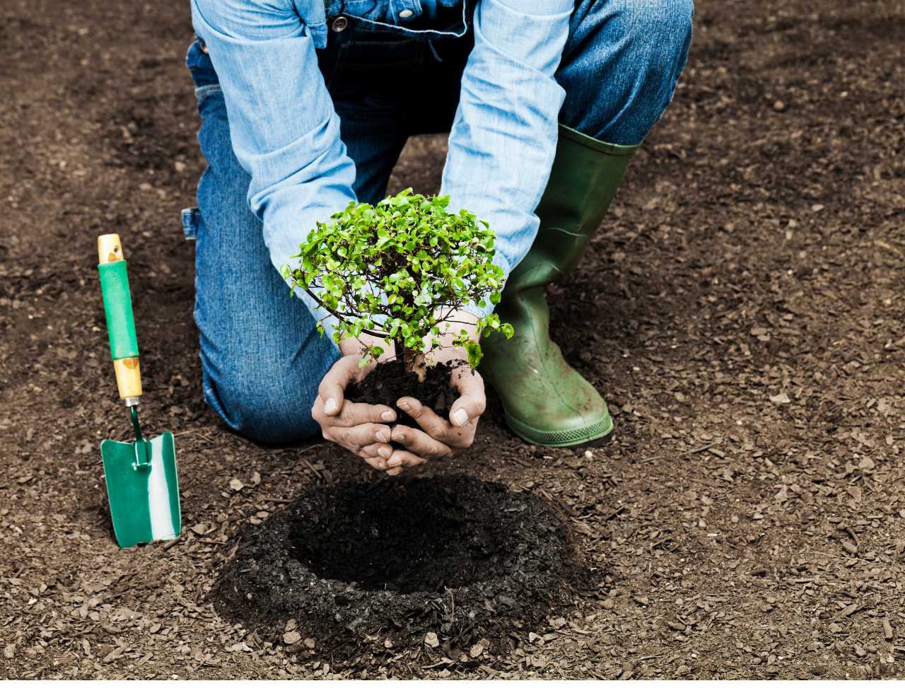 Unveiling the Essentials of Tree Planting Tips