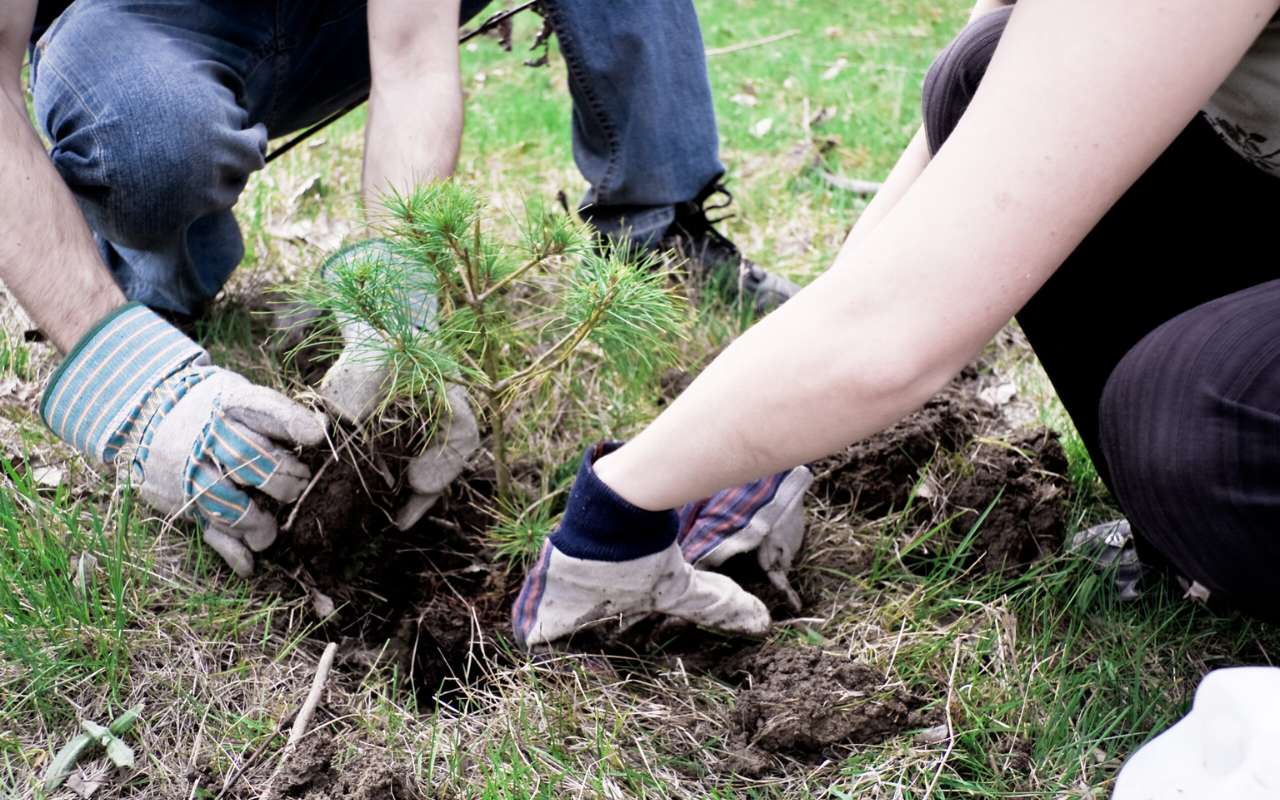 Shrub Planting 101: Cultivating Beauty in Lexington Park