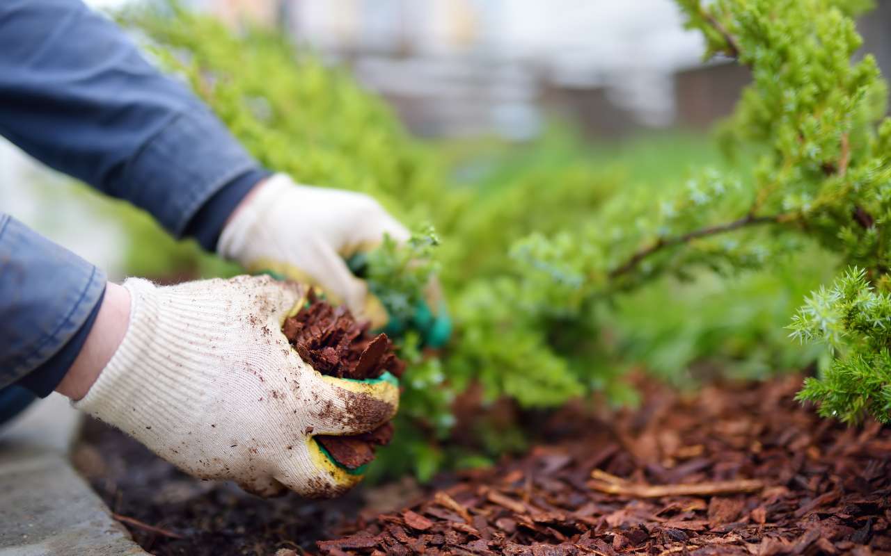 Understanding Mulch and Compost